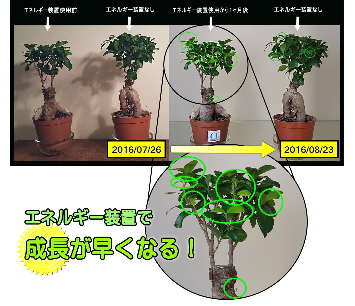 植物成長実験の結果